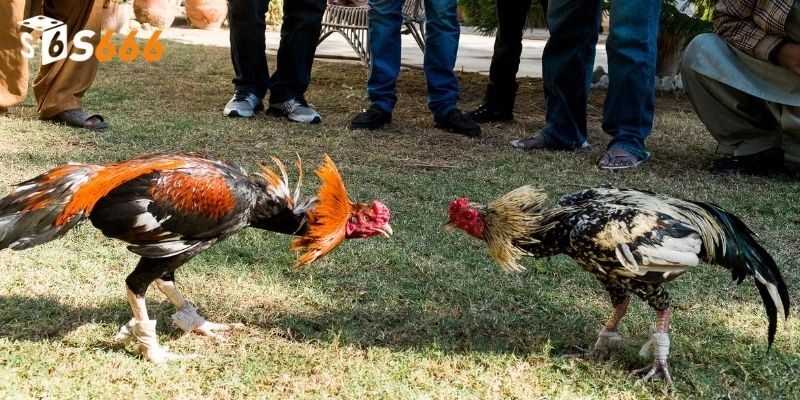 Bí kíp chơi chọi gà thắng đậm từ cao thủ