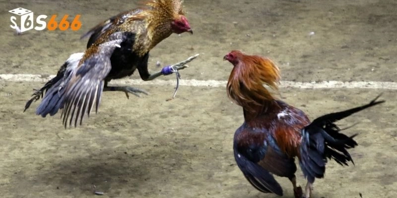 Các bước chơi đá gà philippines tại nhà cái cho hội viên mới