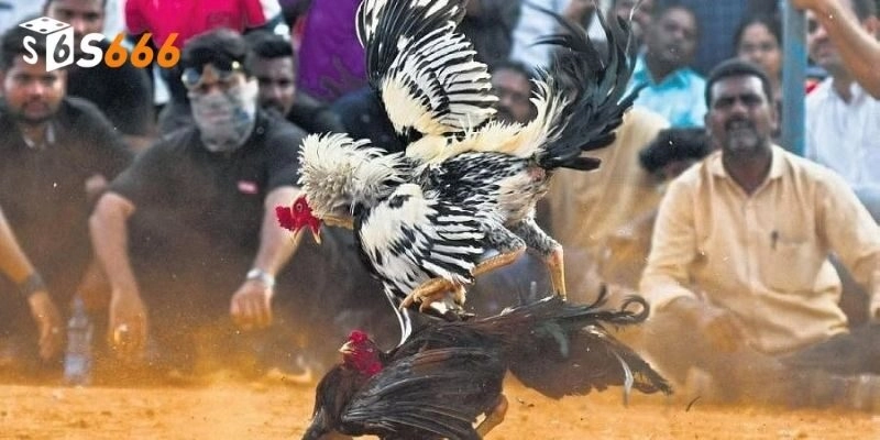 Các lưu ý hội viên cần biết khi chơi tại nhà cái