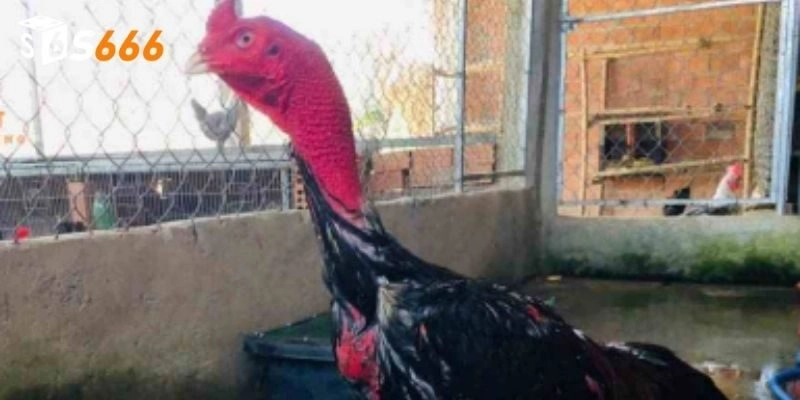 Cách chăm sóc và nuôi gà nòi hiệu quả