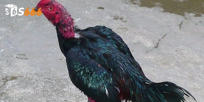 Đặc điểm nổi bật của chiến kê gà nòi