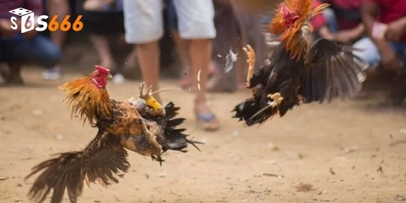 Một số lưu ý cho người chơi khi tham gia cá cược tại nền tảng