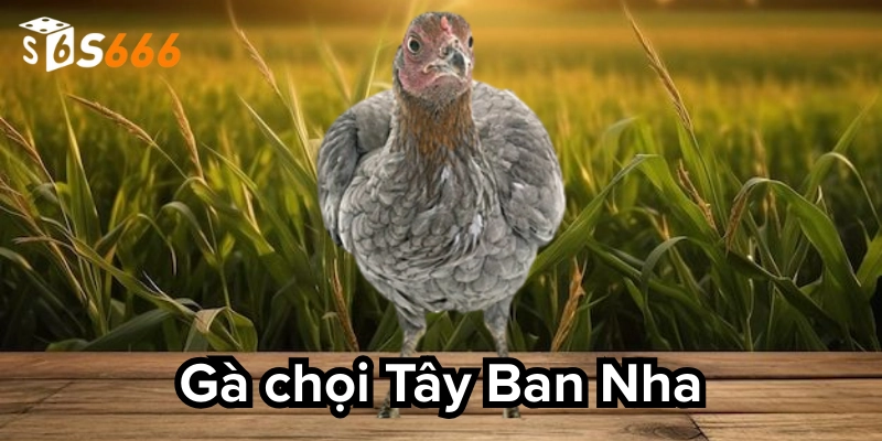 Một số chiến lược hấp dẫn